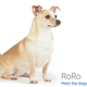 Image for article titled Amazon's Error Dogs, Ranked